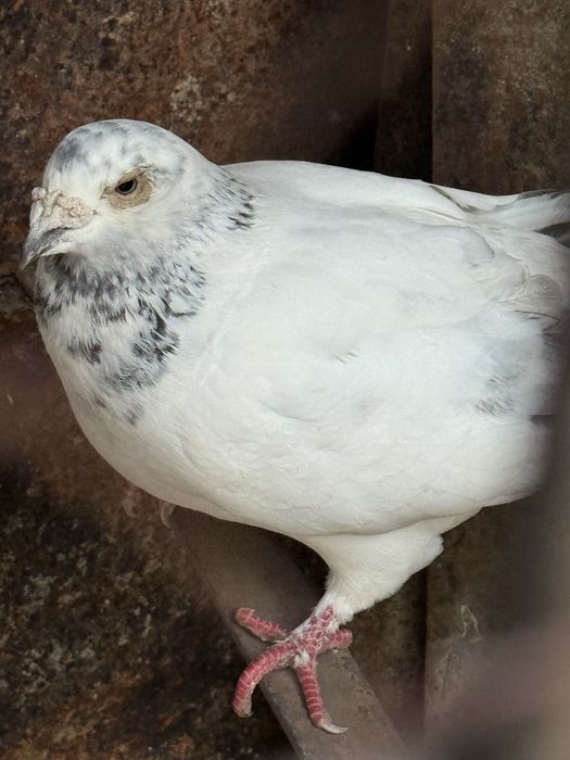 Porumbel voiajor porumbita alb ochi alb gabarit mare nari mari