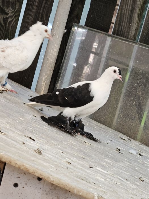 Vând porumbei diferite rase ornament