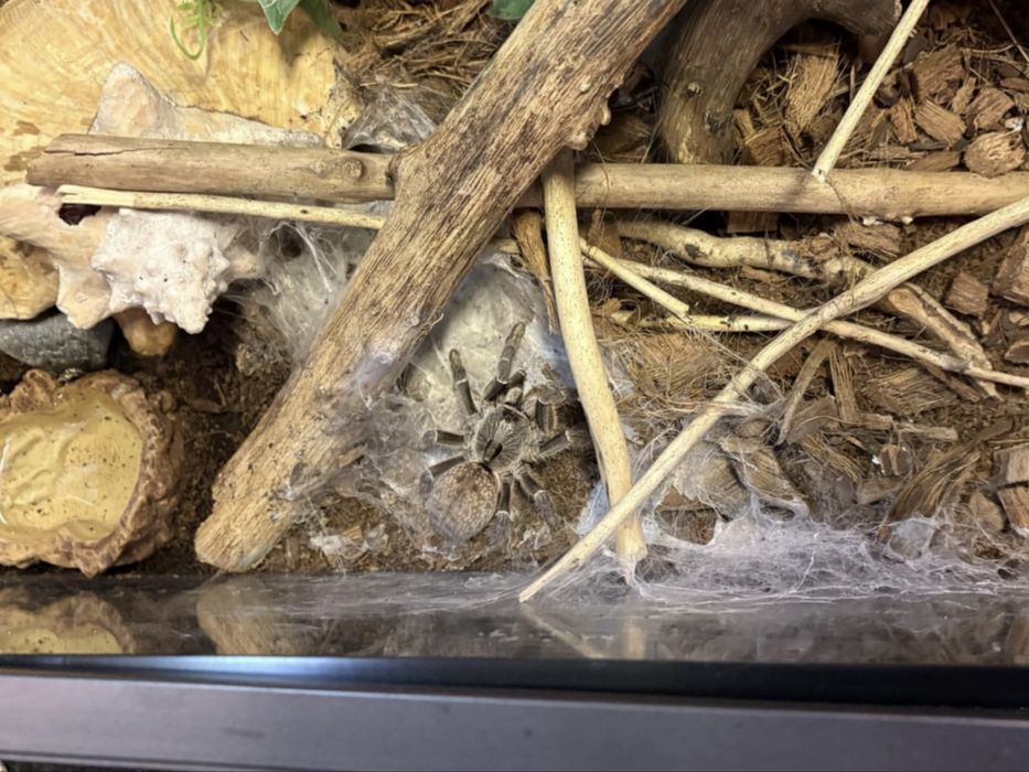 Vand tarantula Ceratogyrus Darlingi + terariu