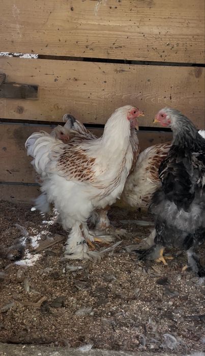 Brahma  somon si white gold
