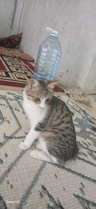 Mushukcha Dona ismi