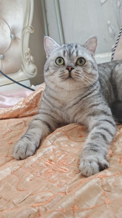 Кот Шотландец Скоттиш Страйт