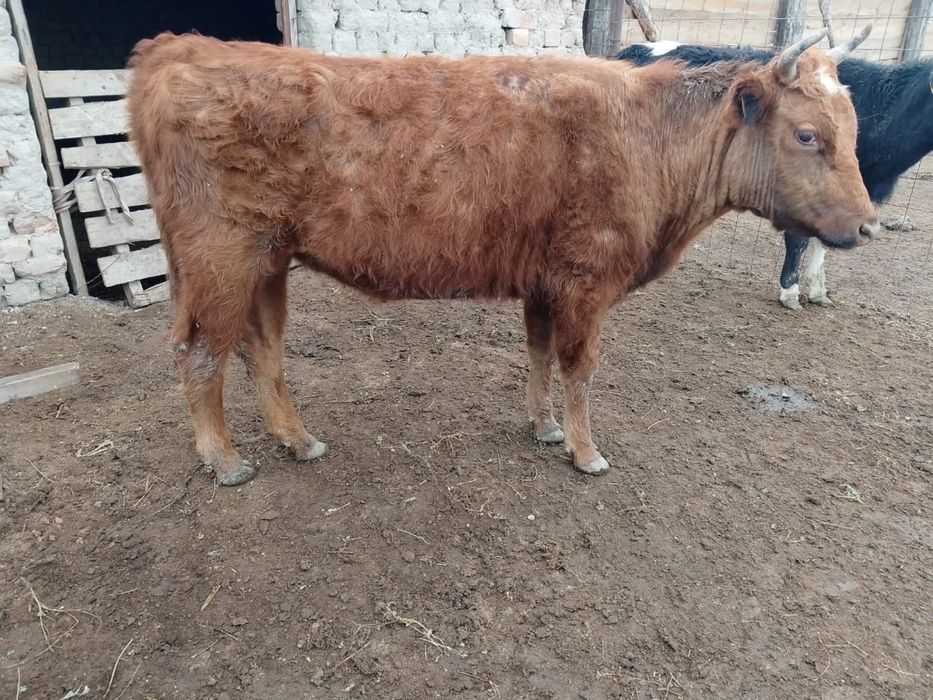 Қызыл Қашар бордақыда тұрған