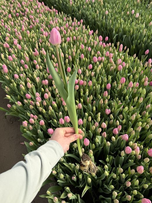 Огромные тюльпаны на 8 марта!