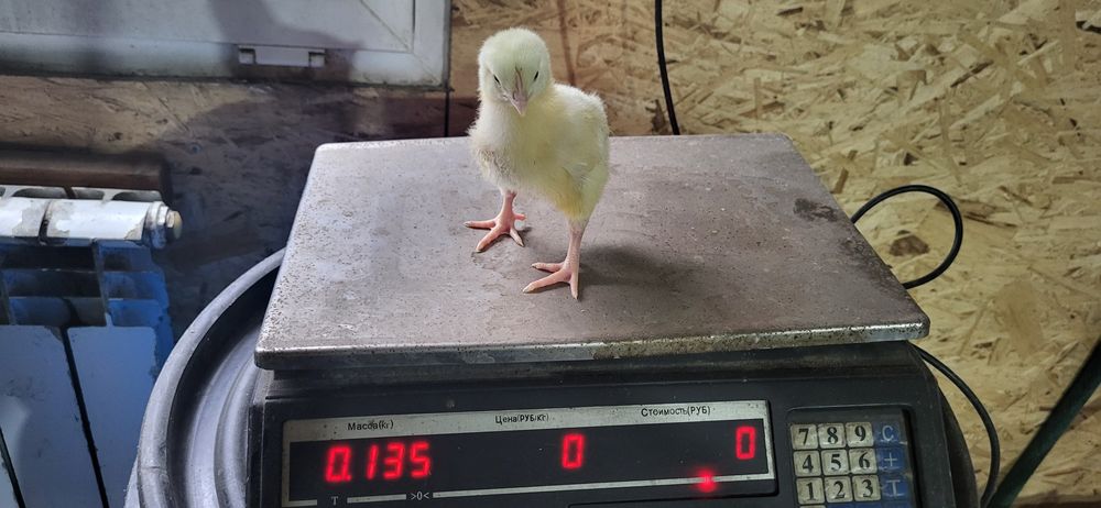 Бройлеры недельные двухнедельные