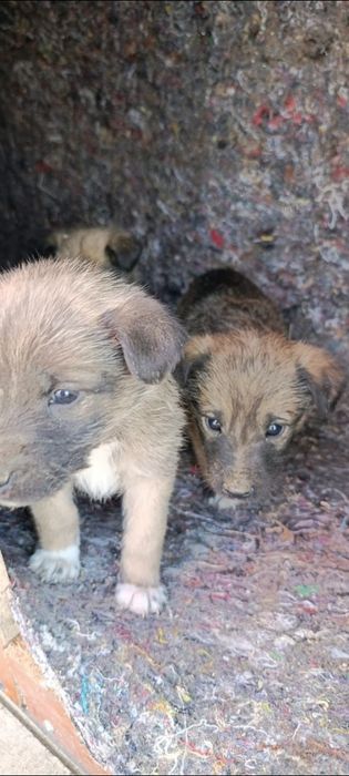 Бездомные щенки в добрые руки