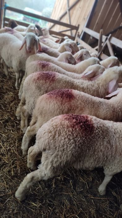 Vând berbecuți assaf