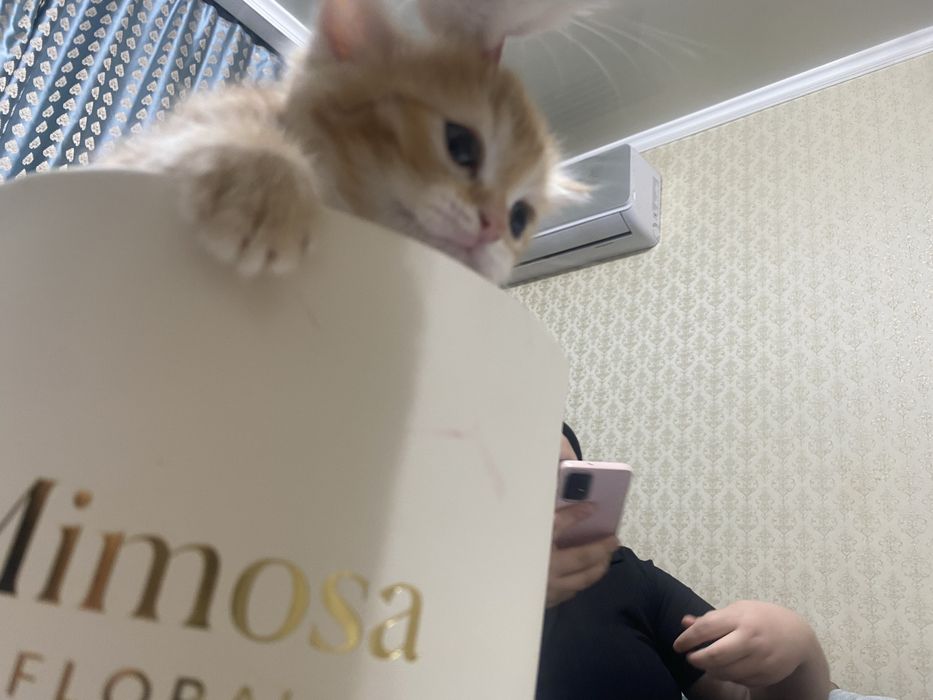 Отдам в добрые руки котят