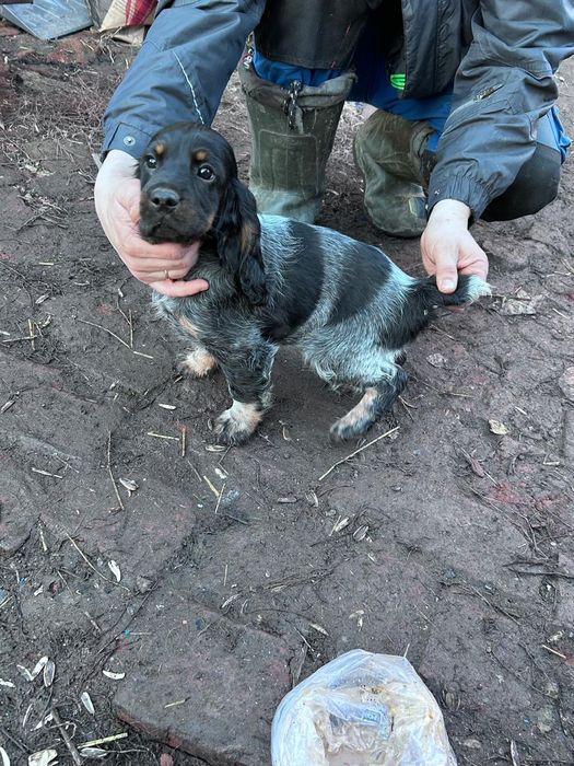 Продам щенков спаниеля