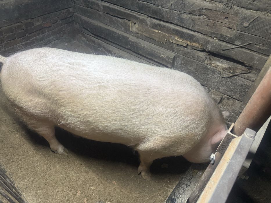 Продам кабана ( Хряк )