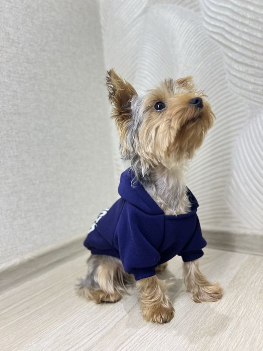 Одежда для собак