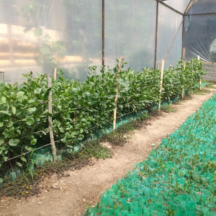 Ерон писта кирим йонгок хитой йонгок ЮБо 80 номи кучатлари бор