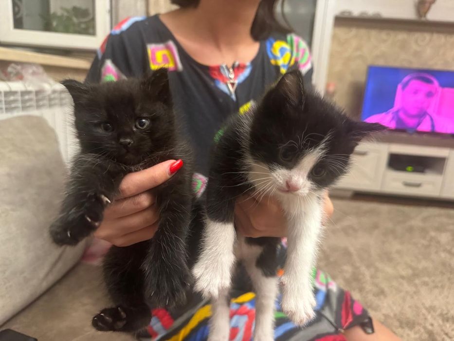 СРОЧНО хорошенькие котятки
