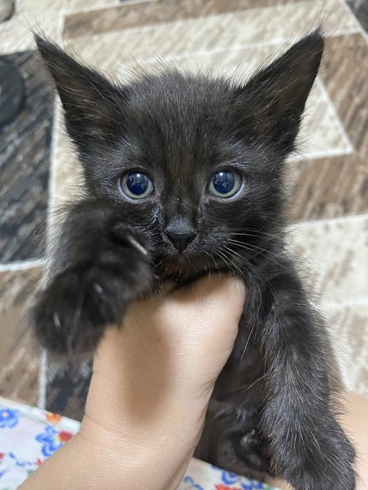 Отдам срочно красивых котят