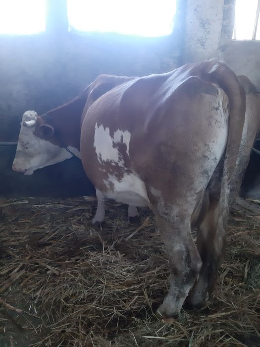 Vand Vaca Baltata Romaneasca,  gestanta. CITITI ANUNTUL !!