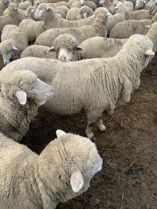 Oi merinos de vânzare