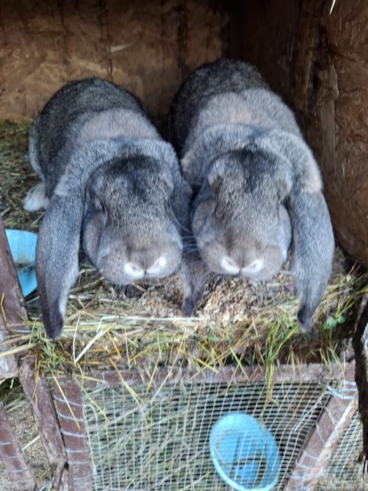 Vand iepuri berbec  german