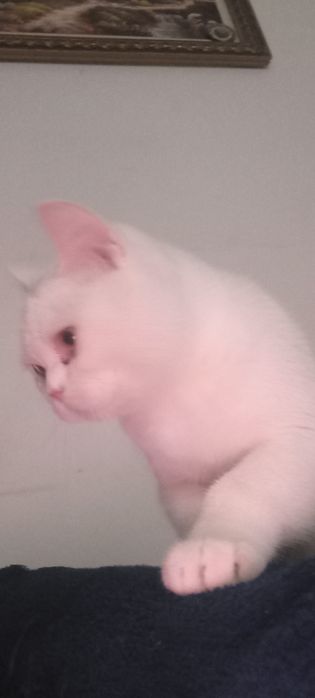 Скотишь фолд кошки