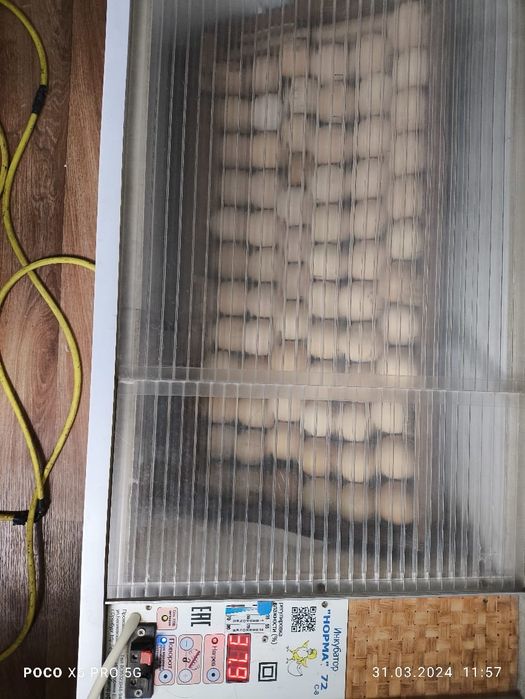 Продам инкубационный яйцо