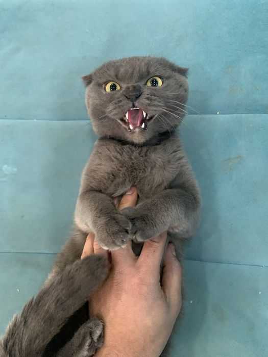 Скоттиш фолд, Scottish Fold
