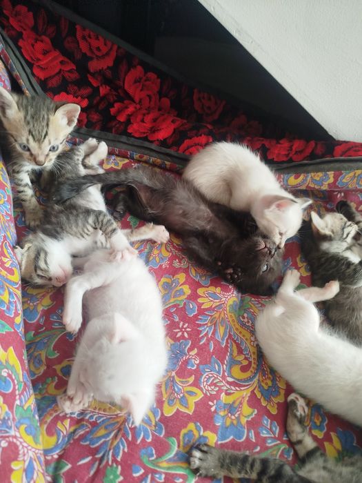 Котёнки, мушукчалар