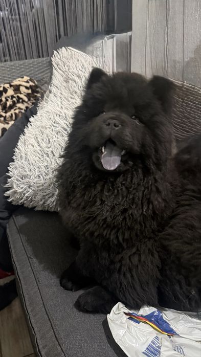 Ofer spre vanzare pui Chow Chow