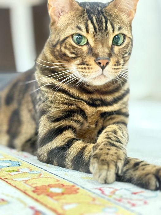 Продам леопардовою кошку