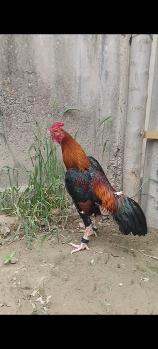 Дакан петух Шолпан