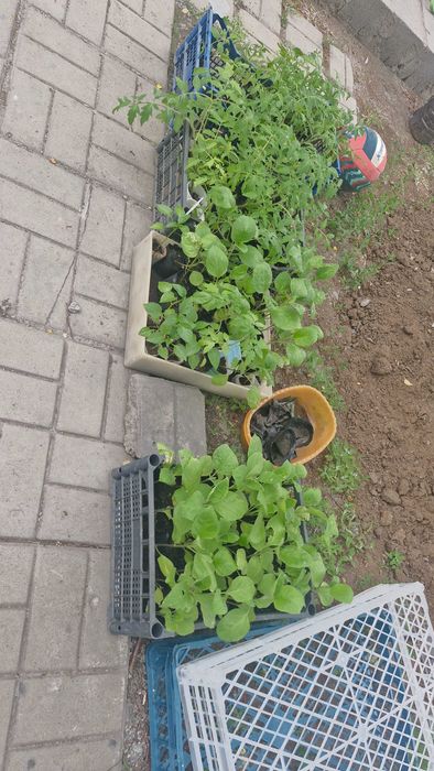 Продам рассаду овощей