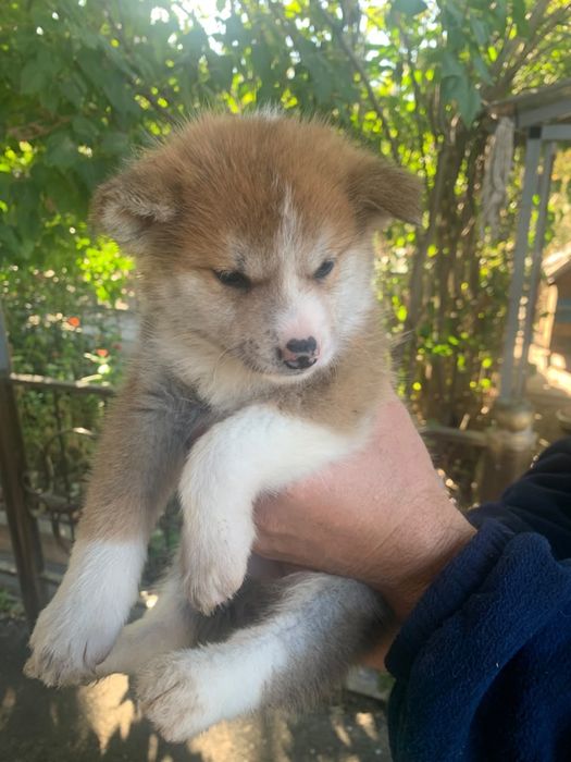 Продам щенка Акита Ину Хатико