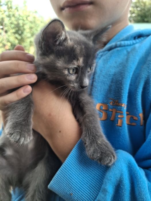 Donez pui de pisica Ploiesti Valea Calugareasca
