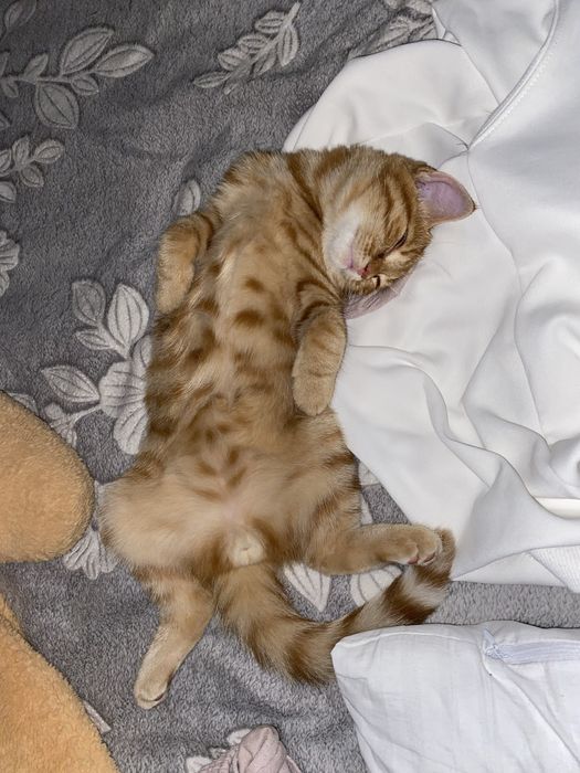 Отдам котенка в добрые руки
