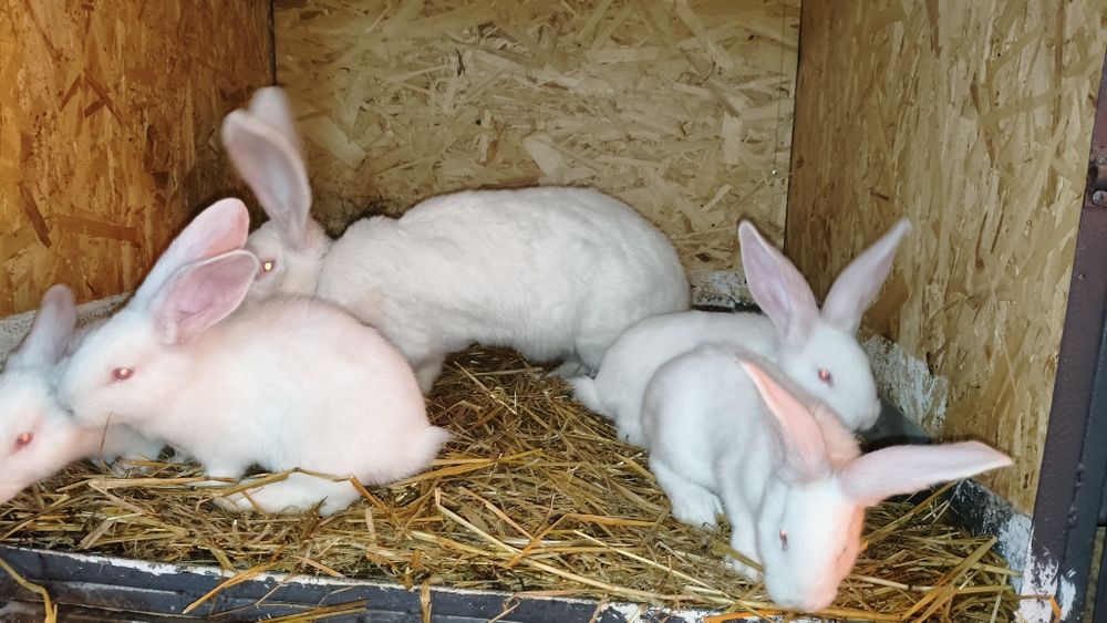 Uriaș German de vânzare