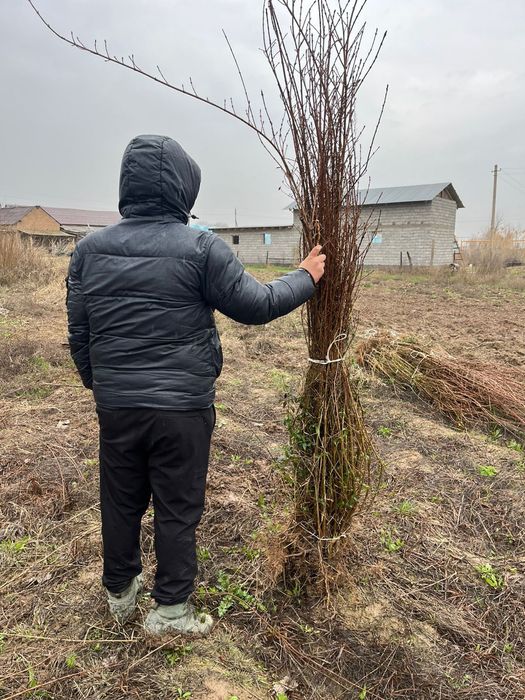 Саженцы шымкент вид