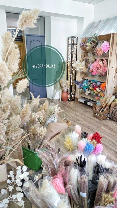 Пампасная трава кортадерия