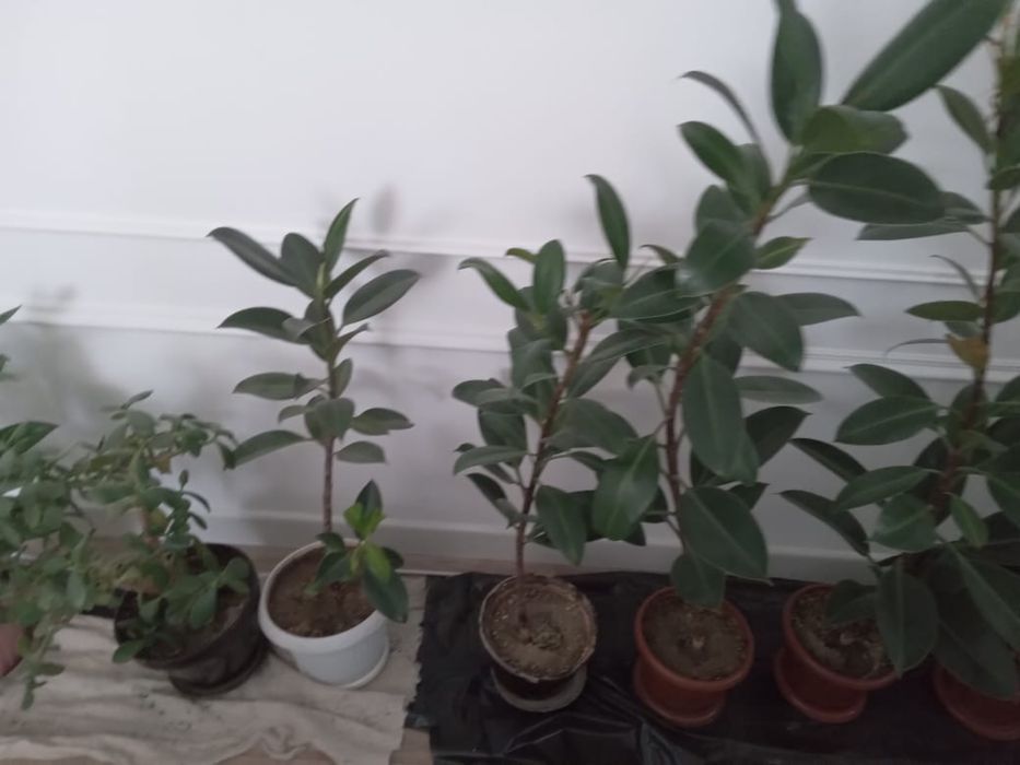 Комнатные цветы