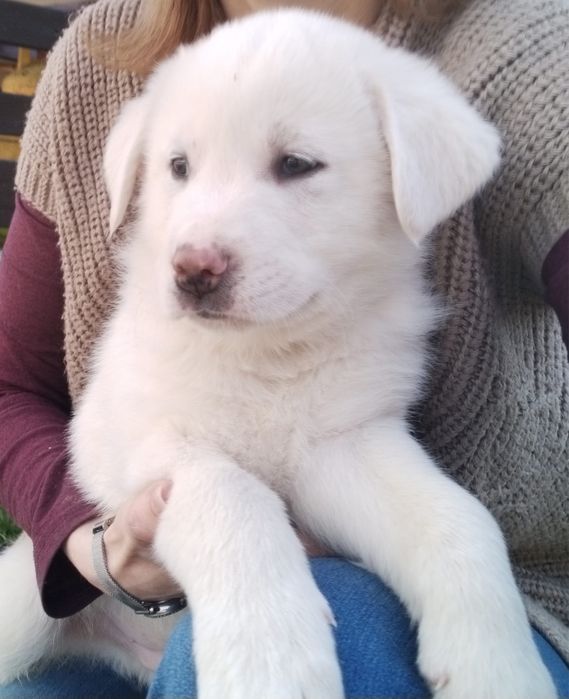 pui Metis Kangal – Mascul, 8 săptămâni