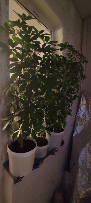 Продам комнатные растения