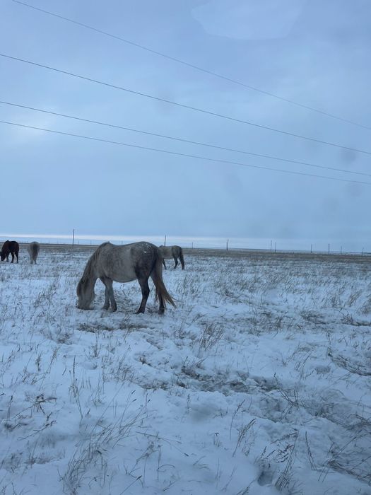 Жас,буаз бие, ургашы жабагысымен