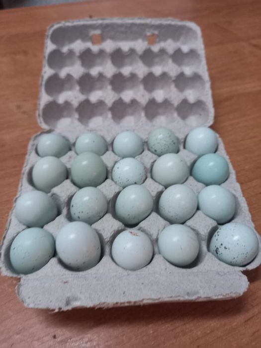 9Инкубационное яйцо