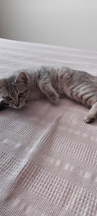 Кот, ласковый, к лотку приучен