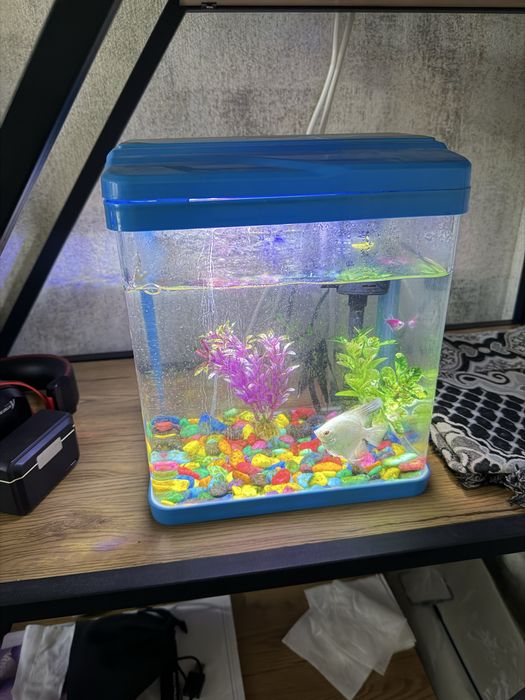Akvarium sotiladi yaxshi holatda