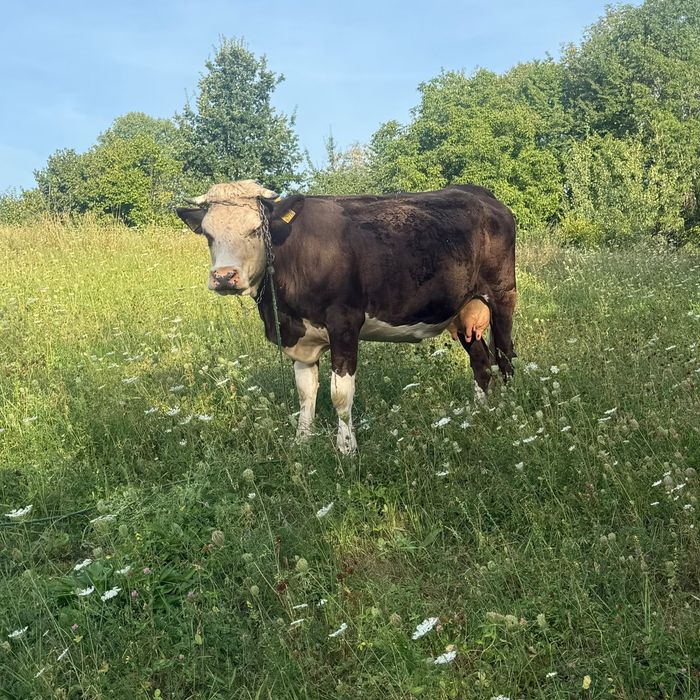 Vând vaca tânără