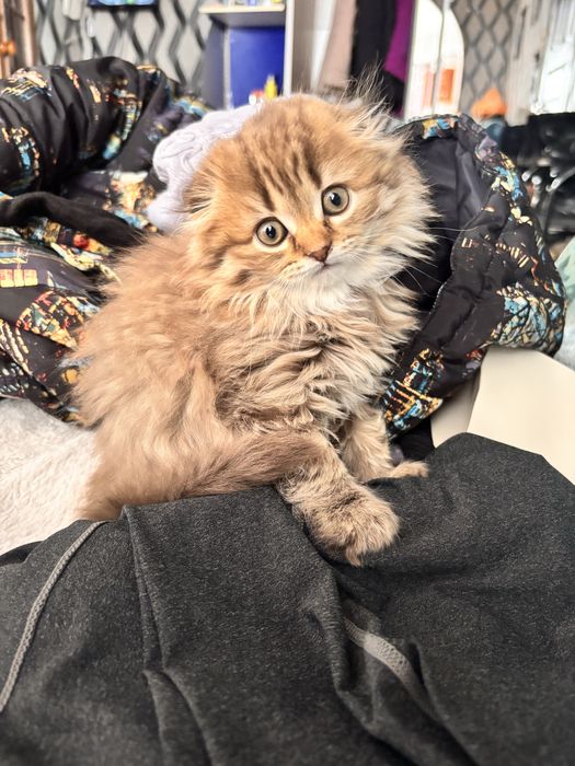 Продам котят     .