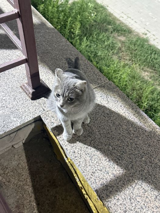 Кот шотландский