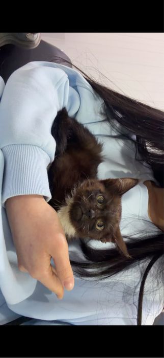 2-ух месячный котенок в добрые руки!