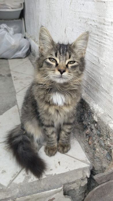 Котята бесплатно