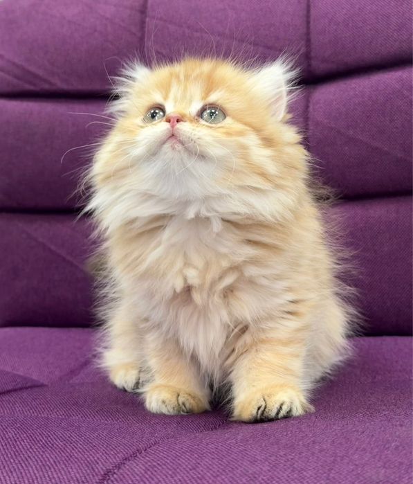 Fetita British Longhair