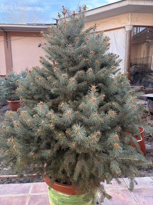 Голубой ель арча сотилади