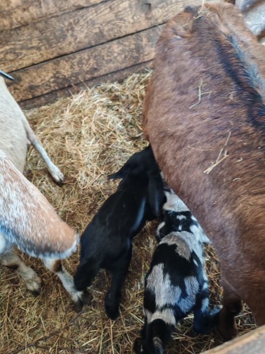 Vând iezi anglo nubian